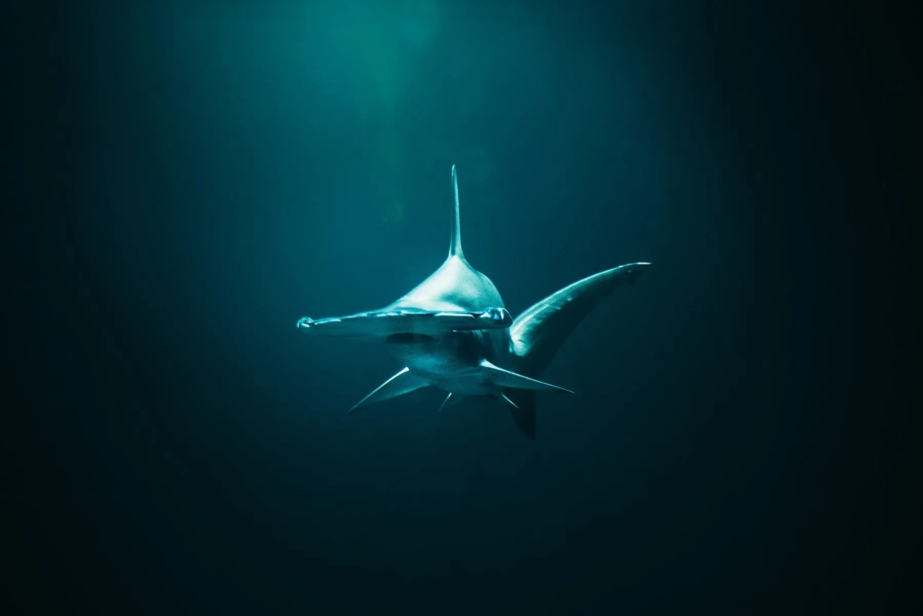Hammerhead shark swimming toward the camera through dark teal-green water lit from above